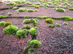 Mousse et lichen sur toiture - causes et solutions de nettoyage