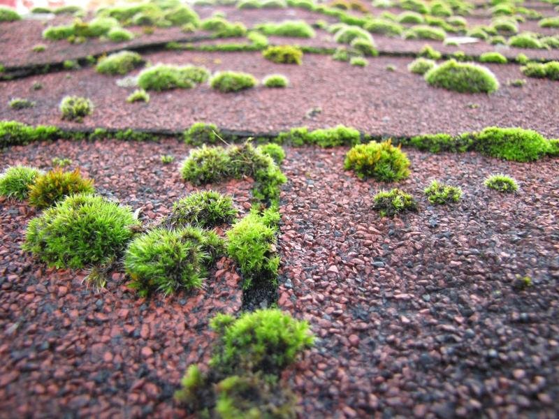 Mousse et lichen sur toiture - causes et solutions de nettoyage
